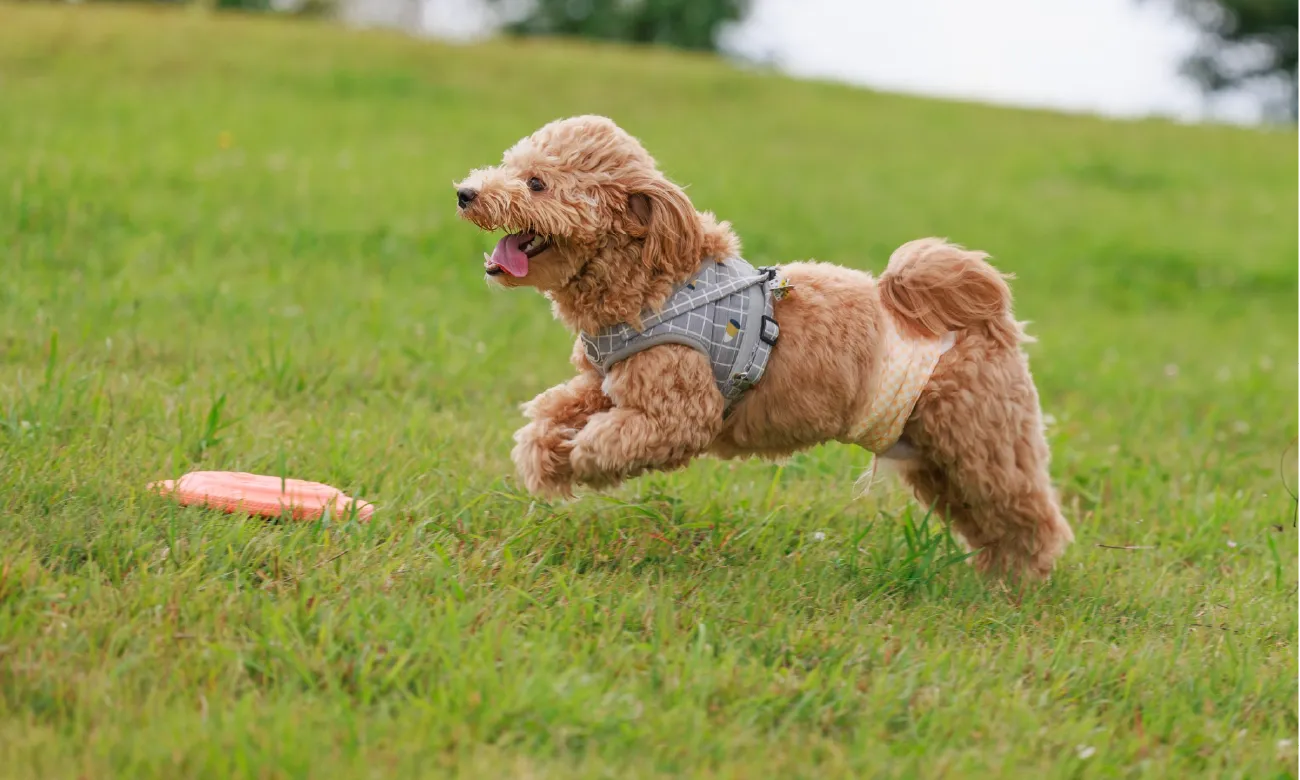 愛犬と泊まれる