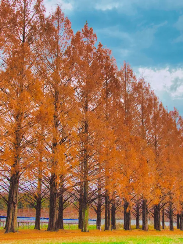 メタセコイヤ並木