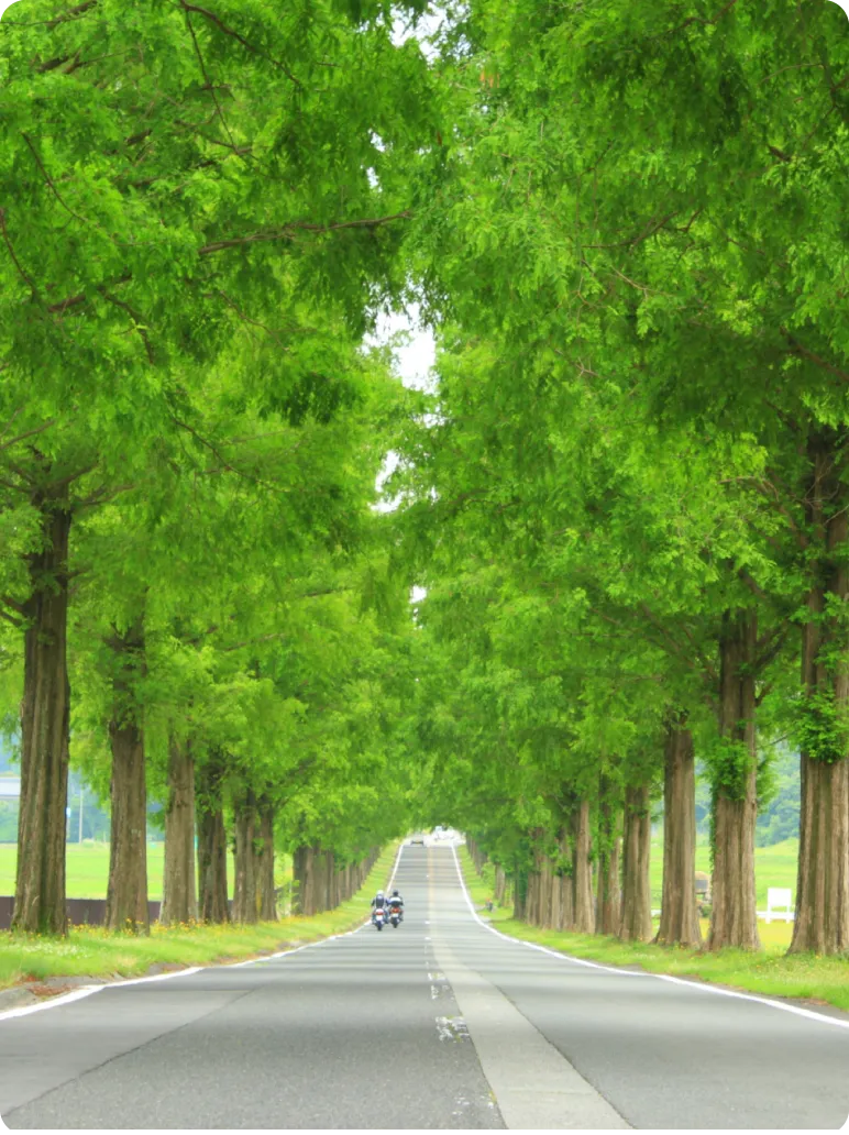 ブルーベリー狩りができる